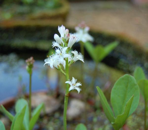 Menyanthes trifoliata | Fieberklee, Bitterklee